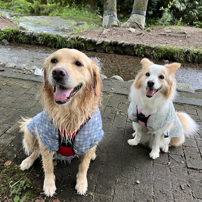 めいもなおもちのカバー写真