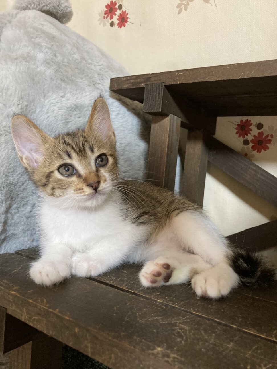 8/14さいたま譲渡会　れのん君 サムネイル2