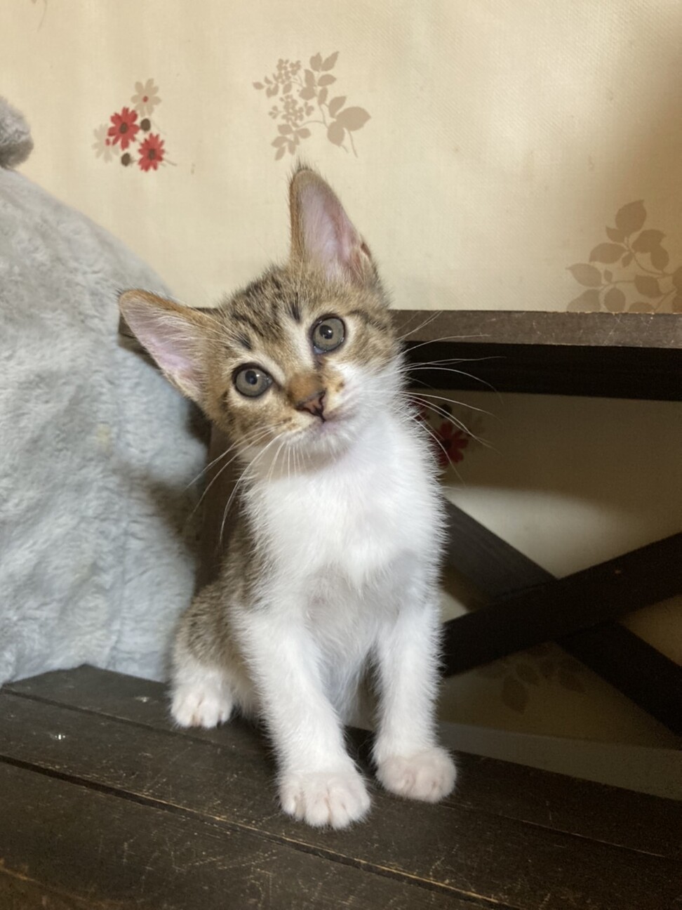 8/14さいたま譲渡会　れのん君 サムネイル5