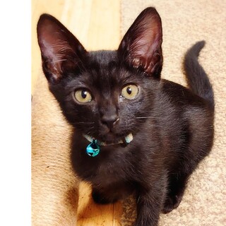 【9/11は譲渡会】食いしん坊真っ黒子猫ひかる⭐︎