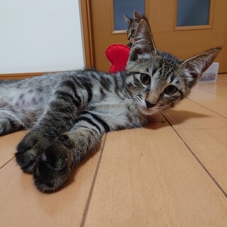 ベタ慣れのキジ子猫ロク