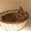 おだんごしっぽクリクリかわいい琉君