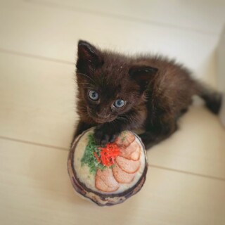 好奇心旺盛！元気な子猫　ベビ太の家族を募集します。