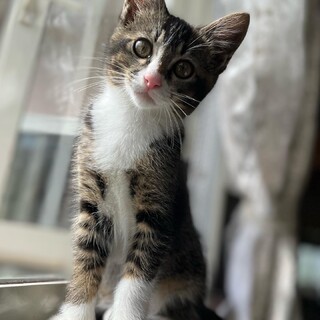 (English ok)先住猫より人が大好き