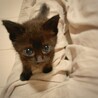 好奇心旺盛！元気な子猫　ベビ太の家族を募集します。 サムネイル2