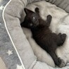 好奇心旺盛！元気な子猫　ベビ太の家族を募集します。 サムネイル4