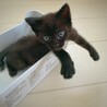 好奇心旺盛！元気な子猫　ベビ太の家族を募集します。 サムネイル7
