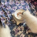 血統書付きソマリ　レッド　子猫3か月半♂
