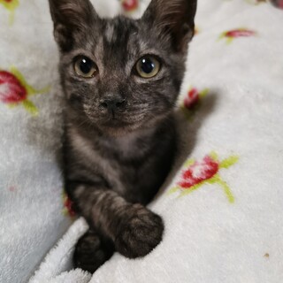 沖縄美ら猫♥小顔のスレンダー♥