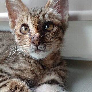 生後3ヶ月  キジトラ  男の子