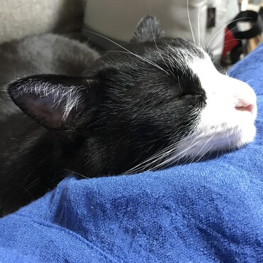 くっついてスヤスヤ