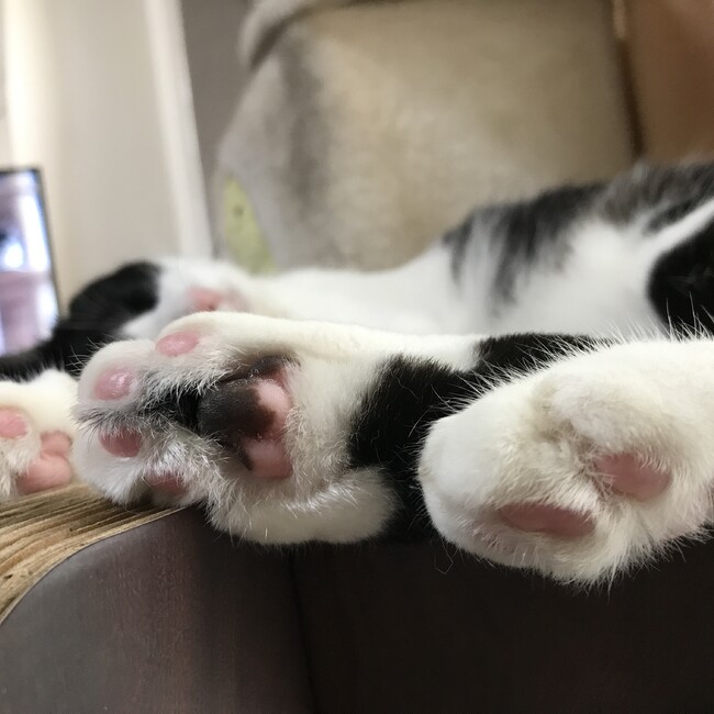 ざわじぇんぬのカバー写真