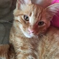 ★ふわふわ中毛、茶トラの子猫★募集一時中断します