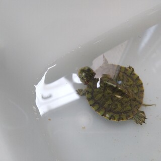 赤ちゃんミシシッピアカミミガメの中吉くん。