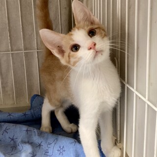 譲渡会だよ！全員集合‼️ヤンチャなリキくん3ヶ月