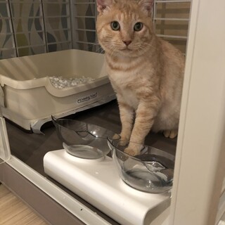 10歳くらいの去勢済♂エイズ陽性クリーム茶トラ