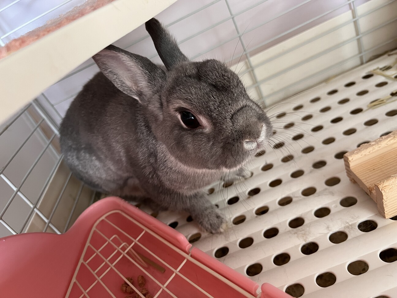 助けてください ネザーが水を飲まなくなりました 相談 7161 ペットのおうち 月間利用者150万人 助けてください ネザーが水を飲まなくなりました 相談 7161 ペットのおうち 月間利用者150万人