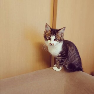 よく慣れた3ヶ月の「きなこ」