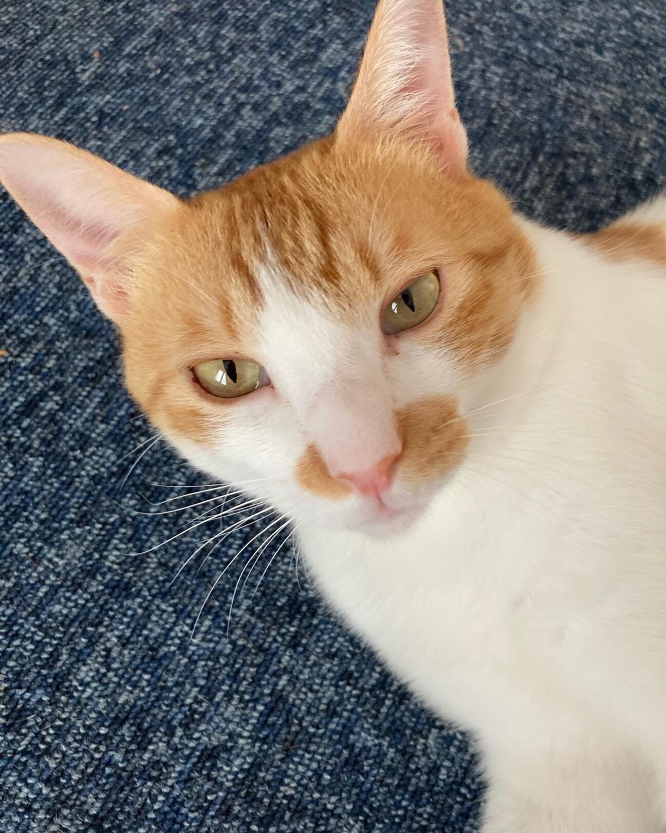 ほんわか かわいいパパ猫 千葉県 猫の里親募集 ペットのおうち 月間利用者150万人