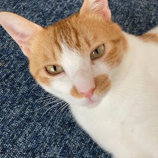 ほんわか♡かわいいパパ猫　コムギ♂