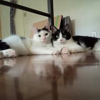 マイペースで食いしんぼのしまさん(^_-)