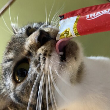 の写真