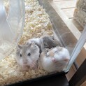 ロボロフスキーハムスターの赤ちゃんの里親募集