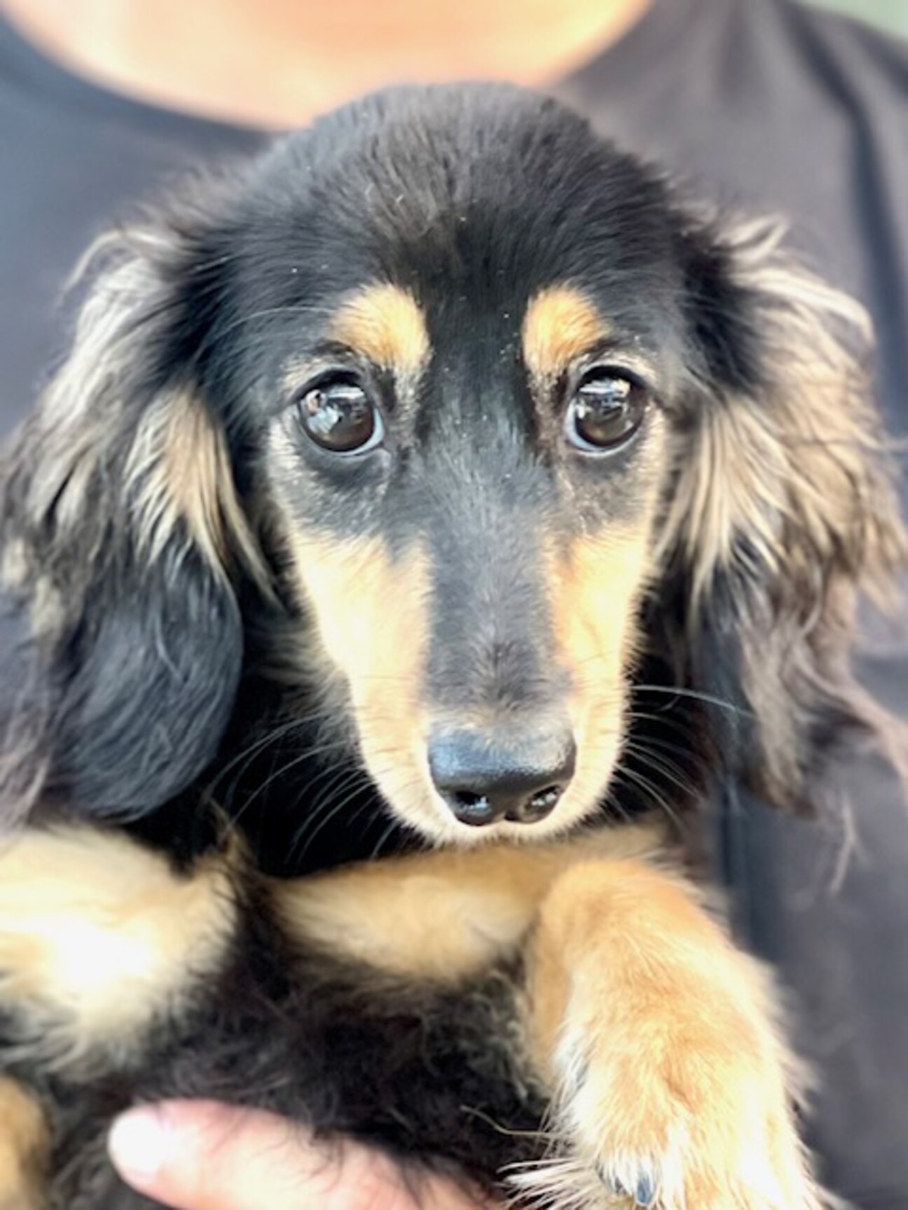 22 W529 カニンヘ 滋賀県 犬の里親募集 ペットのおうち 月間利用者150万人