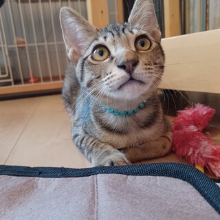 8/28譲渡会　顔も性格もスイートなポーくん5ヶ月