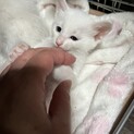 真っ白にゃんこ　1