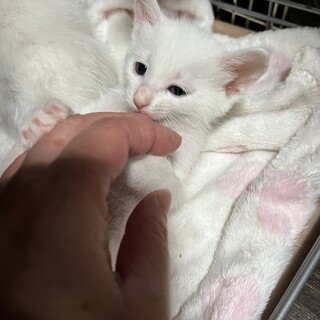 真っ白にゃんこ　1