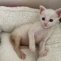 真っ白にゃんこ　2