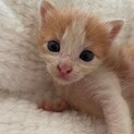 茶白にゃんこ　3