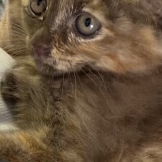 ふわふわ長毛 こげ茶虎柄の子猫