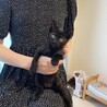 好奇心旺盛！元気な子猫　ベビ太の家族を募集します。 サムネイル3