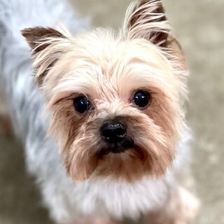 22-M223　可愛いチビヨーキー♪