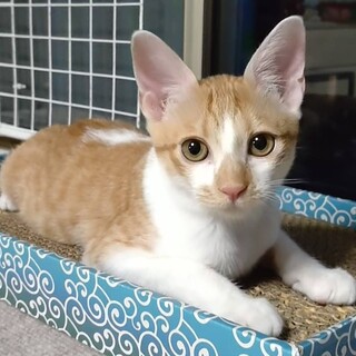 甘えたさん★いち★お転婆ガール