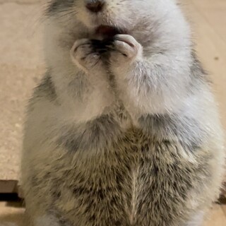 大切に飼ってくださる方探してます