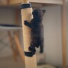 好奇心旺盛！元気な子猫　ベビ太の家族を募集します。 サムネイル6