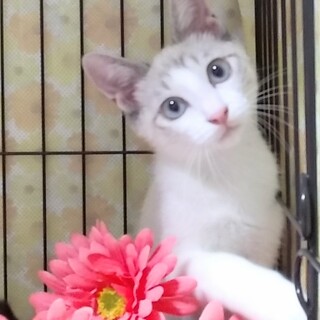 里親様決定！『ラン』ちゃん♀