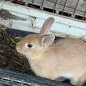 ウサギさん　23羽