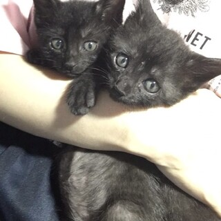 珍しい黒トラの子猫兄弟