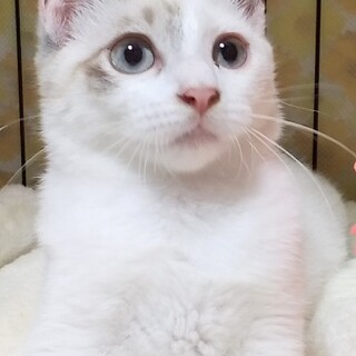 里親様決定！『リン』ちゃん♀