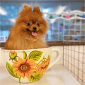 【子犬】元気いっぱい♪ ポメラニアンの男の子♪