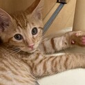 だいくん^_^緊急里親募集中！！