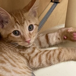 だいくん^_^緊急里親募集中！！