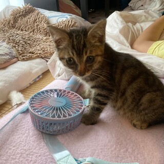 子猫の里親募集