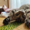 子猫の里親募集 サムネイル2