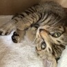 子猫の里親募集 サムネイル3