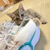 子猫の里親募集 サムネイル4